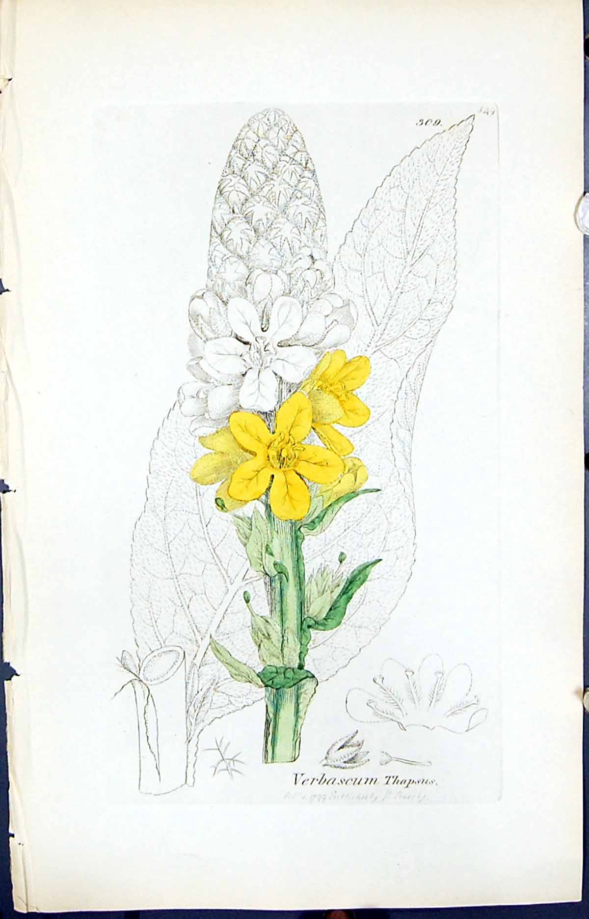 Antique Old Print Verbascum Thapsus Smith Sowerby 1847 British Plants Botany