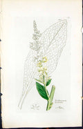 Antique Print Verbascum Lychnitis Smith Sowerby 1847 British Plants Botany 19th