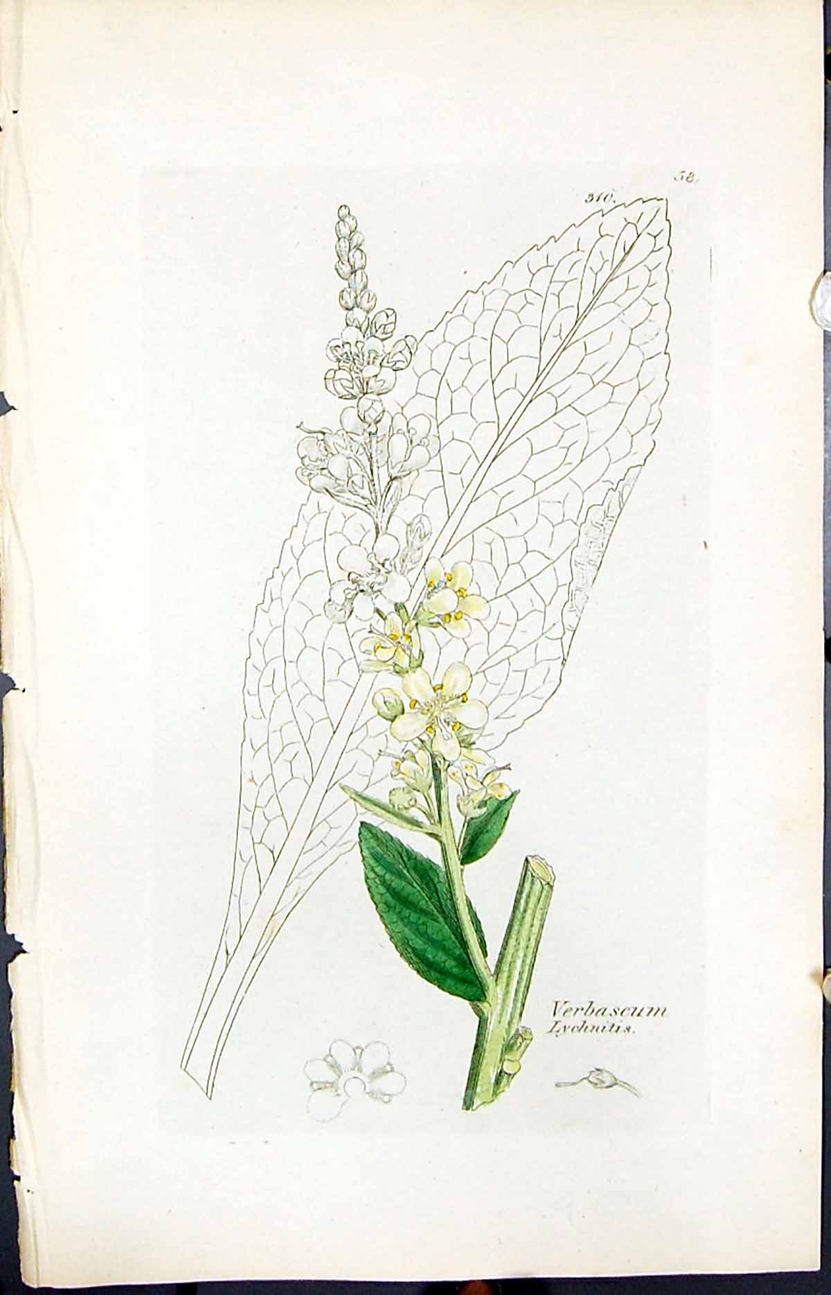 Antique Print Verbascum Lychnitis Smith Sowerby 1847 British Plants Botany 19th