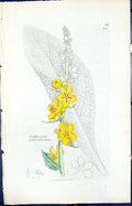 Old Verbascum Pulverulentum Smith Sowerby 1847 British Plants Botany Victorian