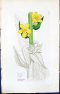 Antique Old Print Verbascum Virgatum Smith Sowerby 1847 British Plants Botany