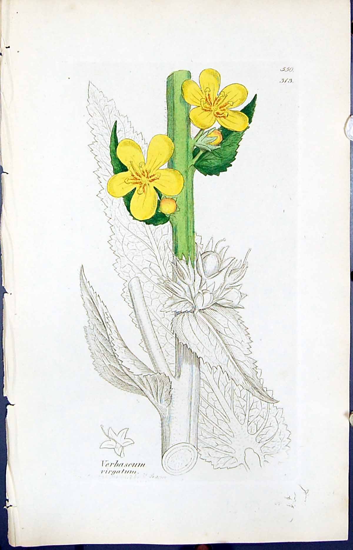 Antique Old Print Verbascum Virgatum Smith Sowerby 1847 British Plants Botany