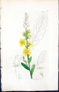 Antique Print Verbascum Blattaria Smith Sowerby 1847 British Plants Botany 19th