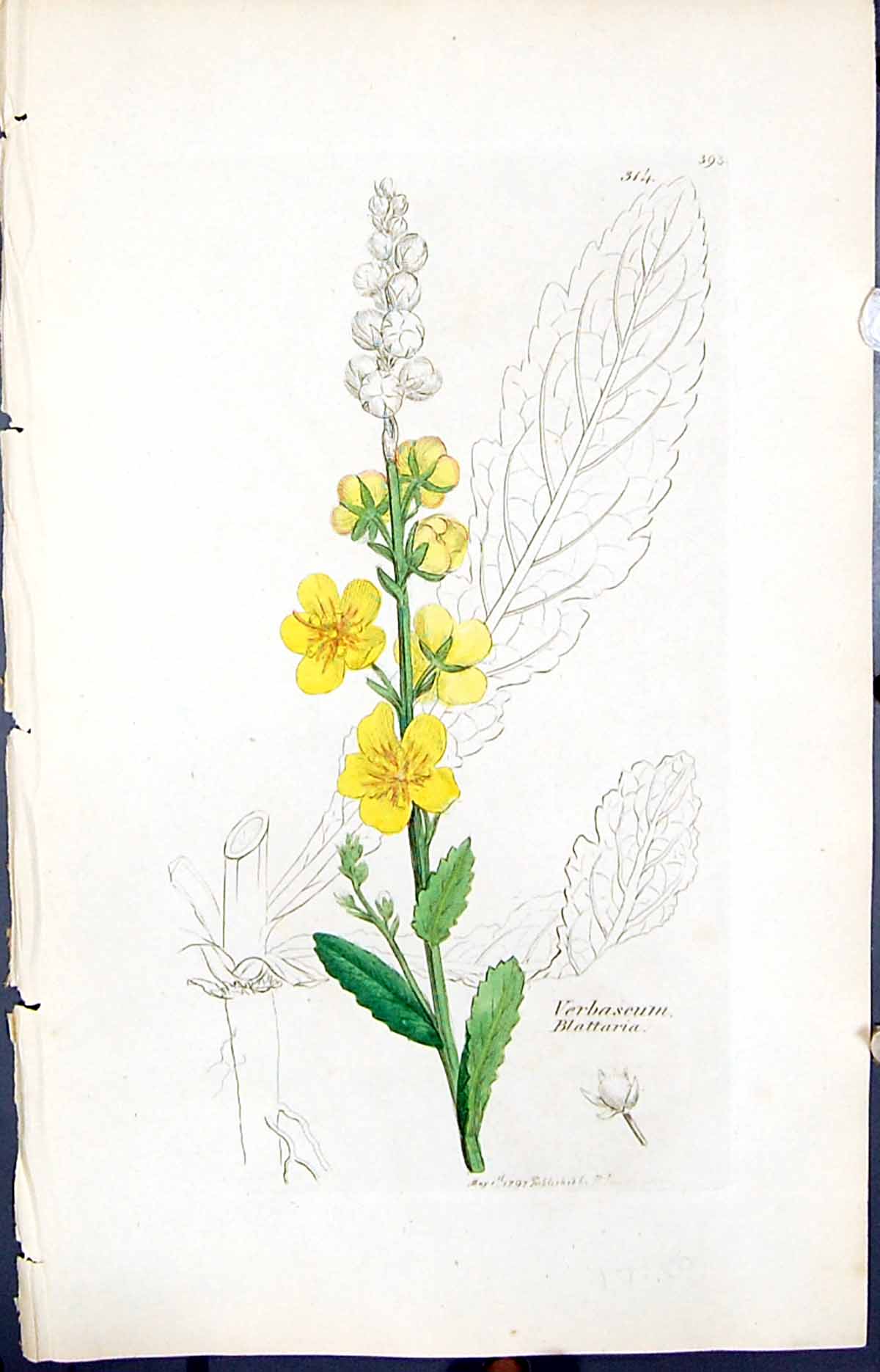 Antique Print Verbascum Blattaria Smith Sowerby 1847 British Plants Botany 19th