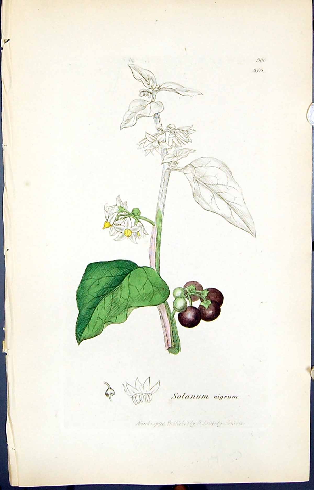 Old Print Solanum Nigrum Colour Smith Sowerby 1847 British Plants Botany 19th