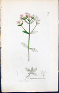 Antique Print Erythroea Centaurium Smith Sowerby 1847 British Plants Botany