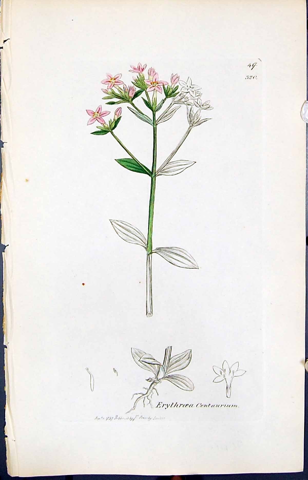 Antique Print Erythroea Centaurium Smith Sowerby 1847 British Plants Botany