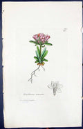 Antique Print Erythroea Littoralis Smith Sowerby 1847 British Plants Botany
