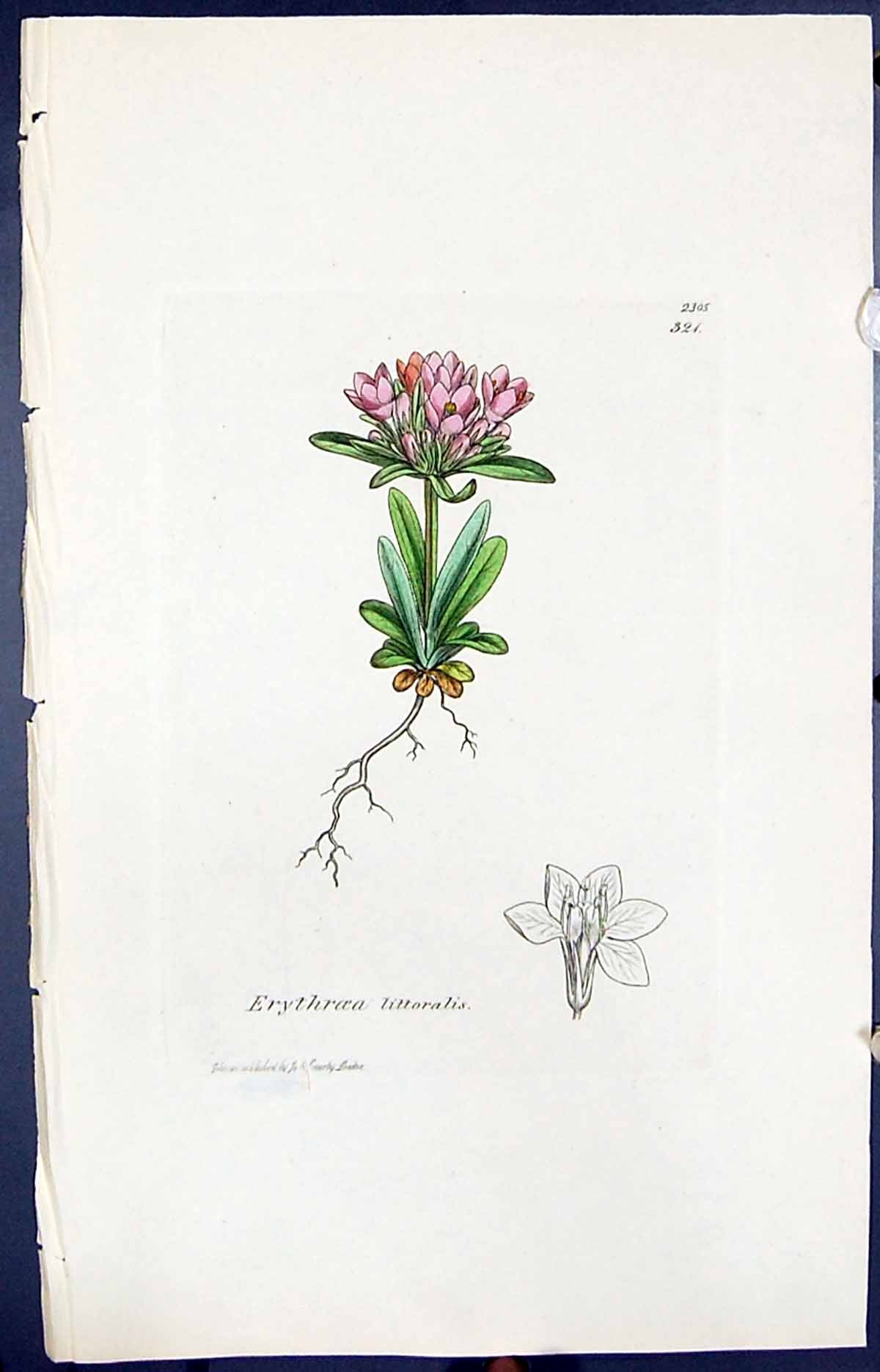 Antique Print Erythroea Littoralis Smith Sowerby 1847 British Plants Botany