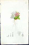 Old Pink Green Flower Roots Smith Sowerby 1847 British Plants Botany Victorian