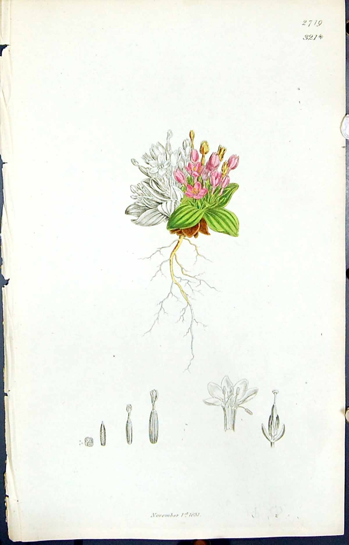 Old Pink Green Flower Roots Smith Sowerby 1847 British Plants Botany Victorian