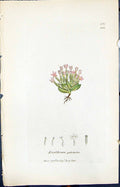 Antique Print Erythroea Pulchella Smith Sowerby 1847 British Plants Botany 19th
