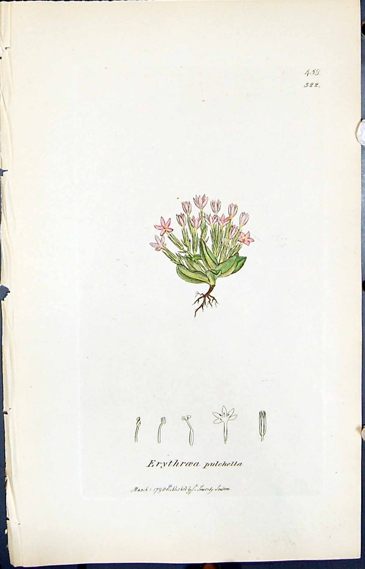 Antique Print Erythroea Pulchella Smith Sowerby 1847 British Plants Botany 19th
