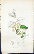 Antique Old Print Lonicera Xylosteum Smith Sowerby 1847 British Plants Botany