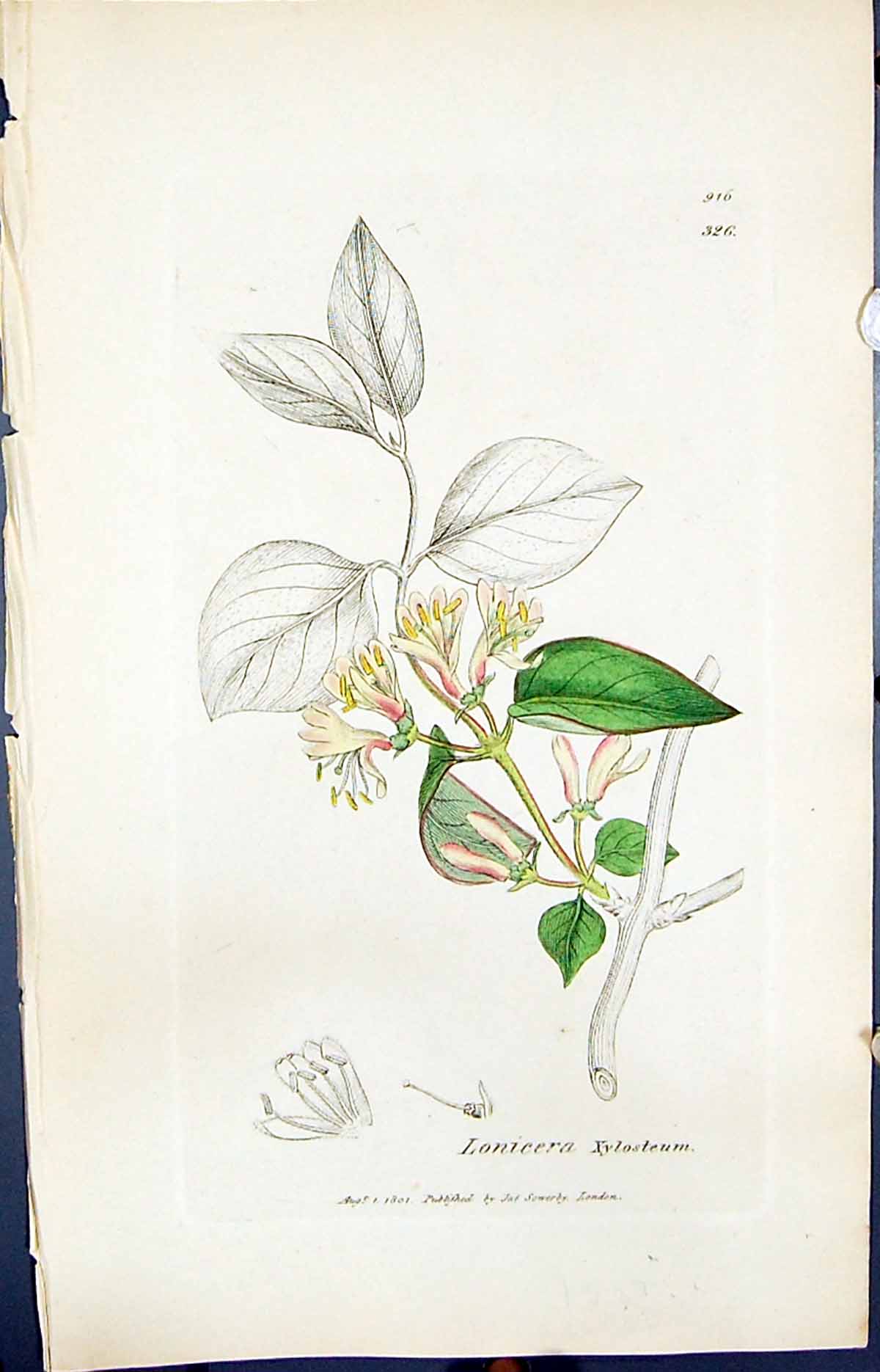Antique Old Print Lonicera Xylosteum Smith Sowerby 1847 British Plants Botany