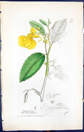 Old Impatiens Noli-Me-Tangere Smith Sowerby 1847 British Plants Botan 19th