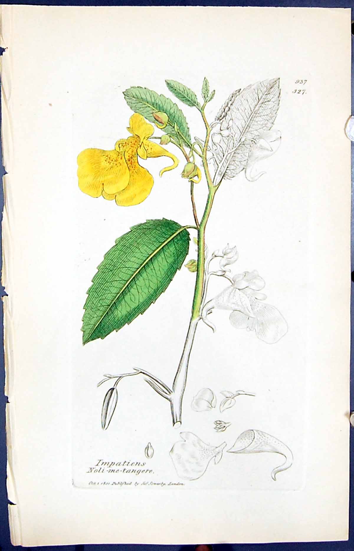 Old Impatiens Noli-Me-Tangere Smith Sowerby 1847 British Plants Botan 19th