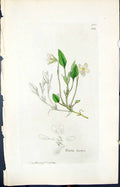 Antique Print Viola Lactea Colour Smith Sowerby 1847 British Plants Botany 19th