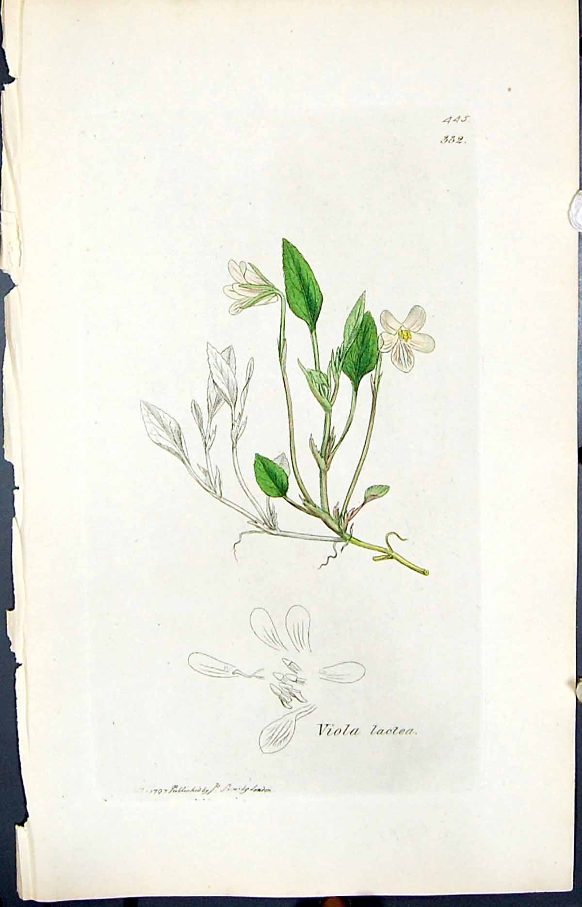 Antique Print Viola Lactea Colour Smith Sowerby 1847 British Plants Botany 19th