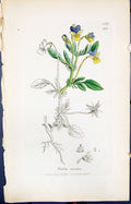 Old Print Viola Tricolor Colour Smith Sowerby 1847 British Plants Botany 19th