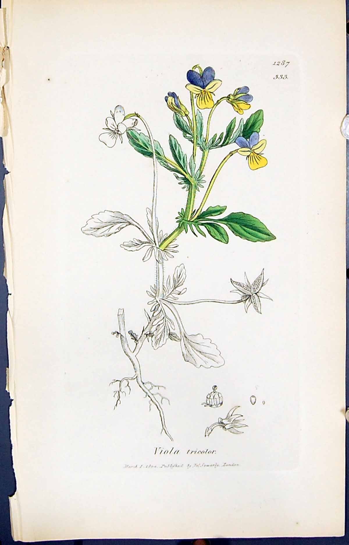 Old Print Viola Tricolor Colour Smith Sowerby 1847 British Plants Botany 19th