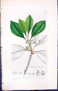 Antique Old Print Rhamnus Frangula Smith Sowerby 1847 British Plants Botany