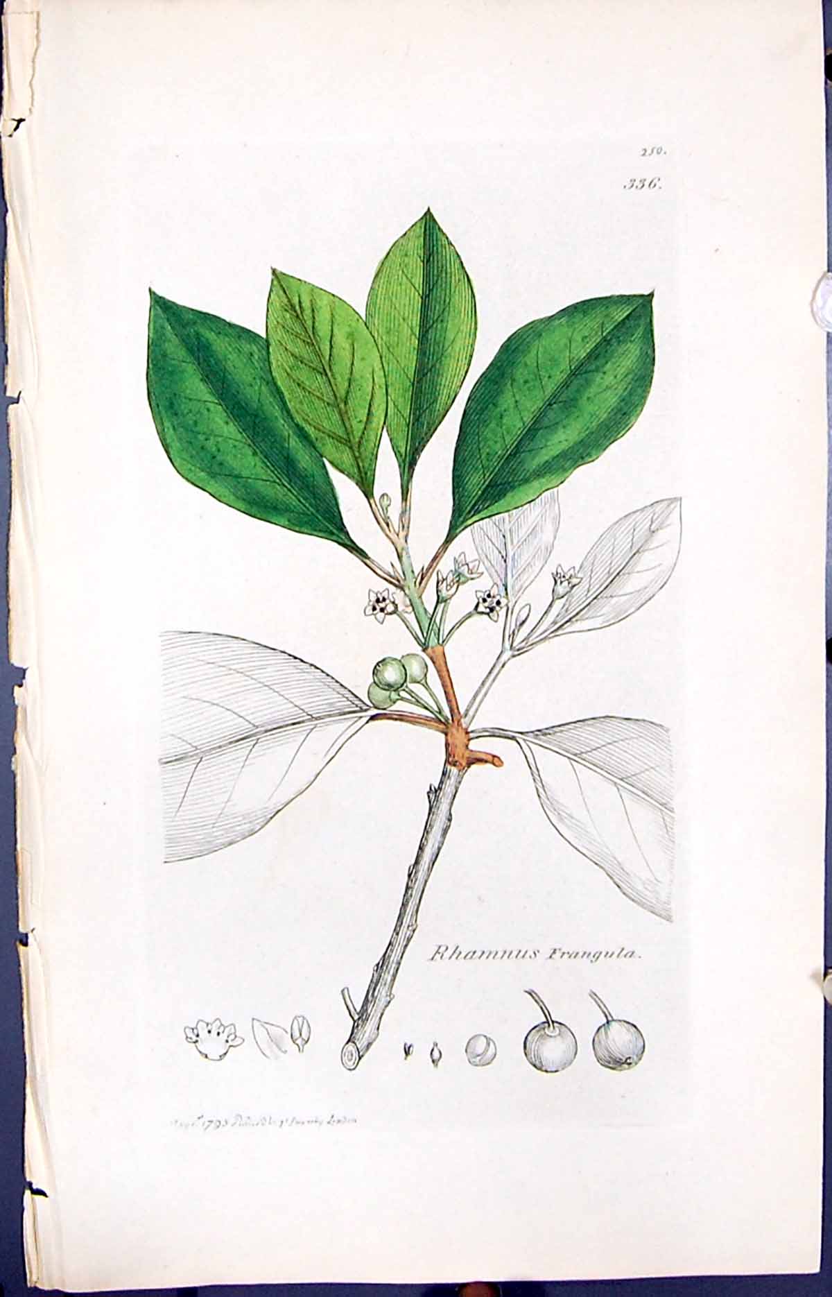 Antique Old Print Rhamnus Frangula Smith Sowerby 1847 British Plants Botany