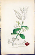 Antique Print Eunonymus Europoeus Smith Sowerby 1847 British Plants Botany 19th