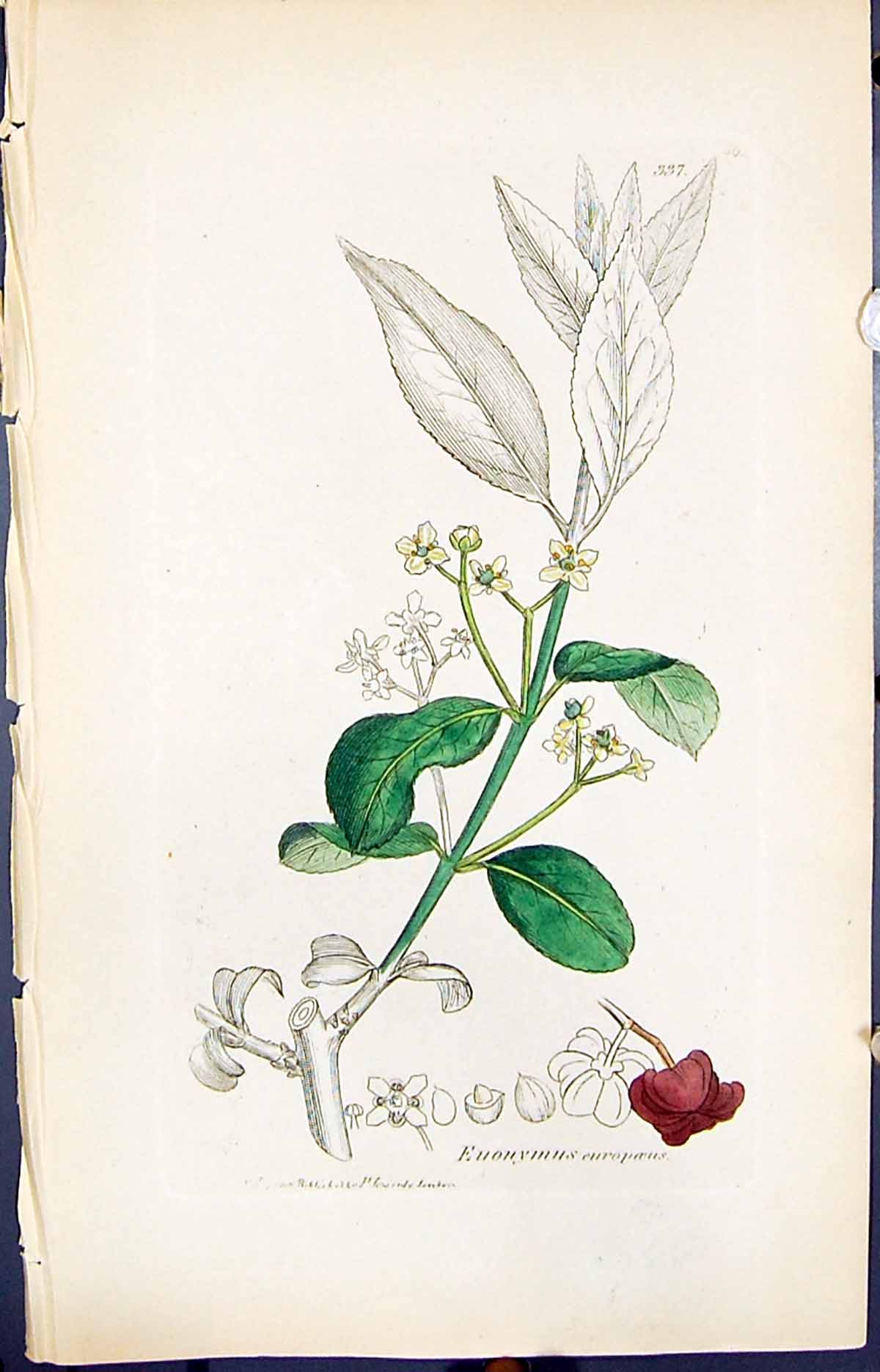 Antique Print Eunonymus Europoeus Smith Sowerby 1847 British Plants Botany 19th