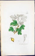 Old Ribes Alpinum Grossularia Smith Sowerby 1847 British Plants Botan Victorian