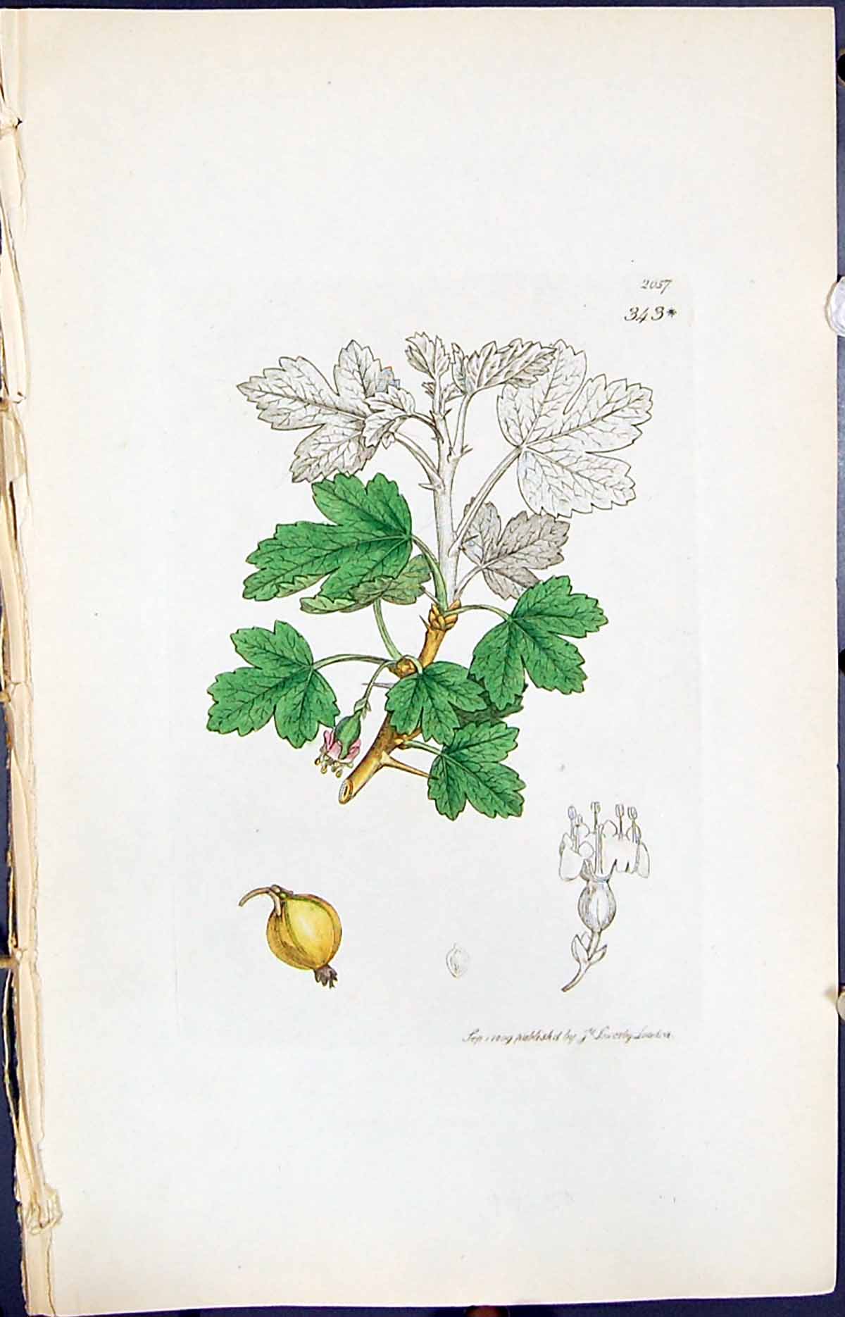 Old Ribes Alpinum Grossularia Smith Sowerby 1847 British Plants Botan Victorian