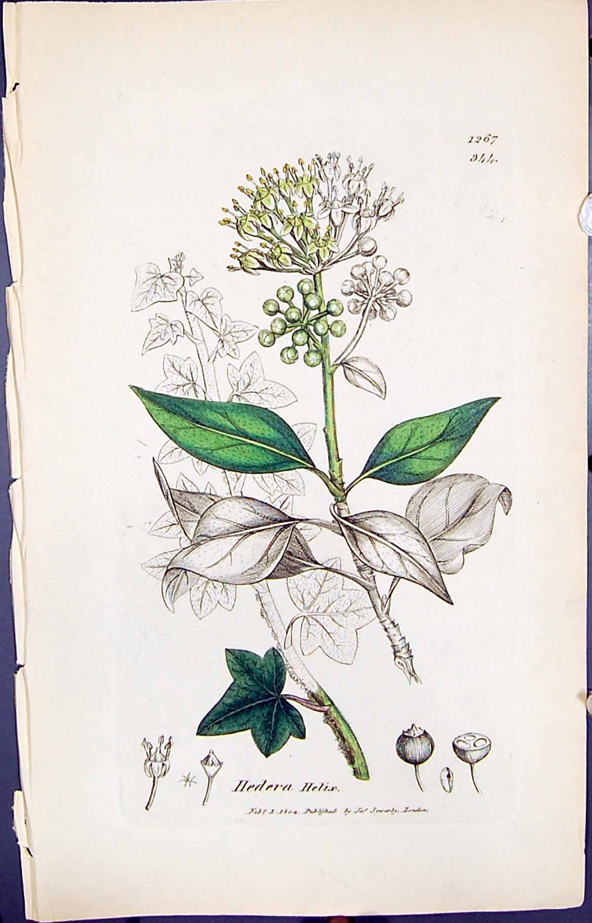 Antique Print Hedera Helix Colour Smith Sowerby 1847 British Plants Botany 19th