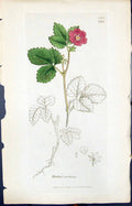 Old Print Rubus Aretieus Colour Smith Sowerby 1847 British Plants Botany 19th