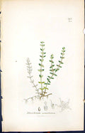 Old Illecebrum Verticillatum Smith Sowerby 1847 British Plants Botany Victorian