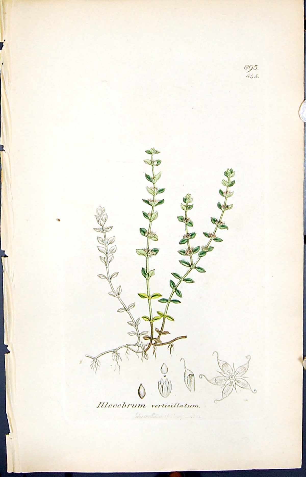 Old Illecebrum Verticillatum Smith Sowerby 1847 British Plants Botany Victorian
