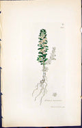 Old Print Glaux Maritima Colour Smith Sowerby 1847 British Plants Botany 19th