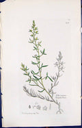 Antique Print Thesium Linophyllum Smith Sowerby 1847 British Plants Botany 19th