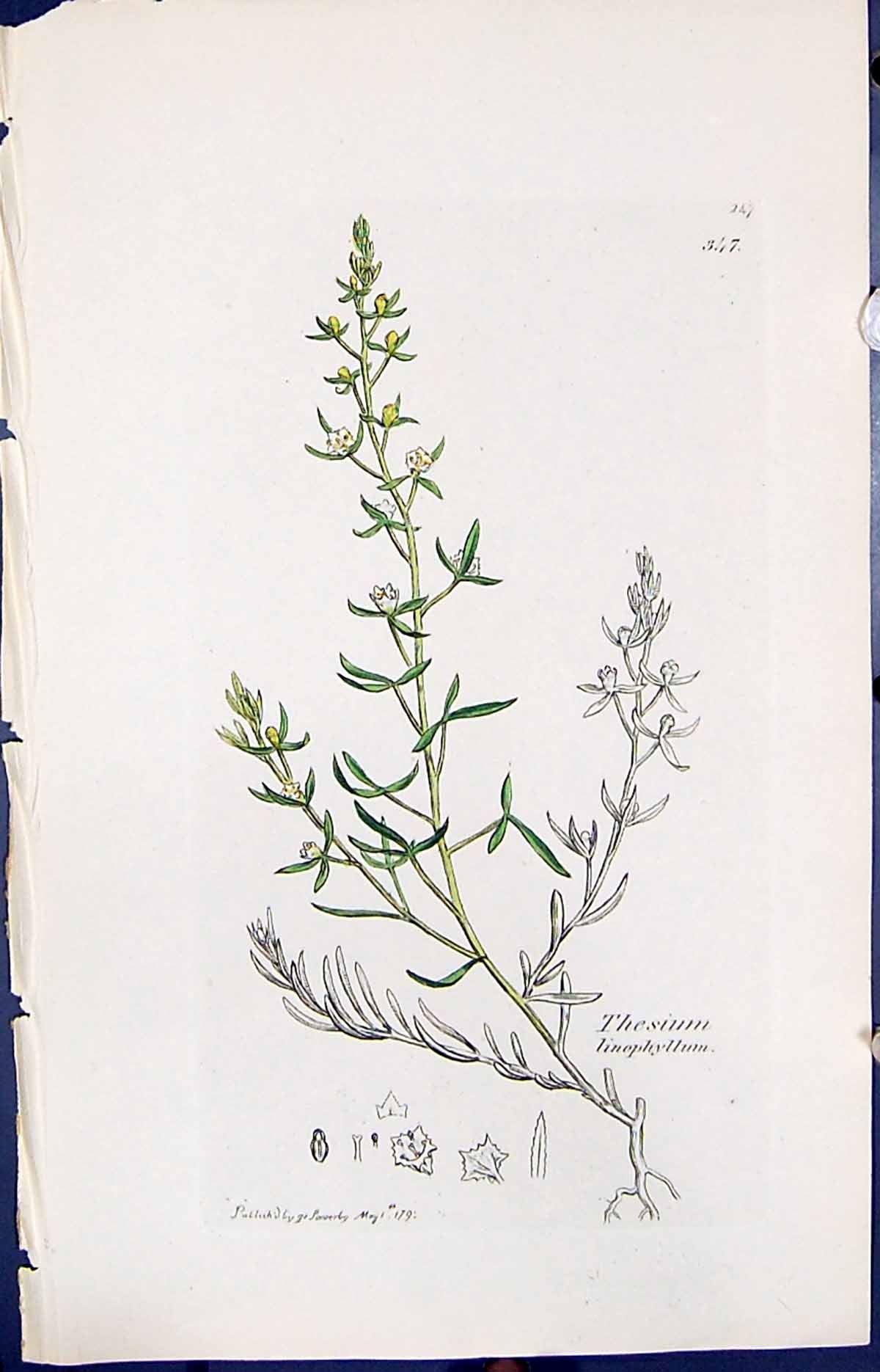 Antique Print Thesium Linophyllum Smith Sowerby 1847 British Plants Botany 19th