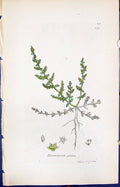 Antique Old Print Herniaria Glabra Smith Sowerby 1847 British Plants Botany