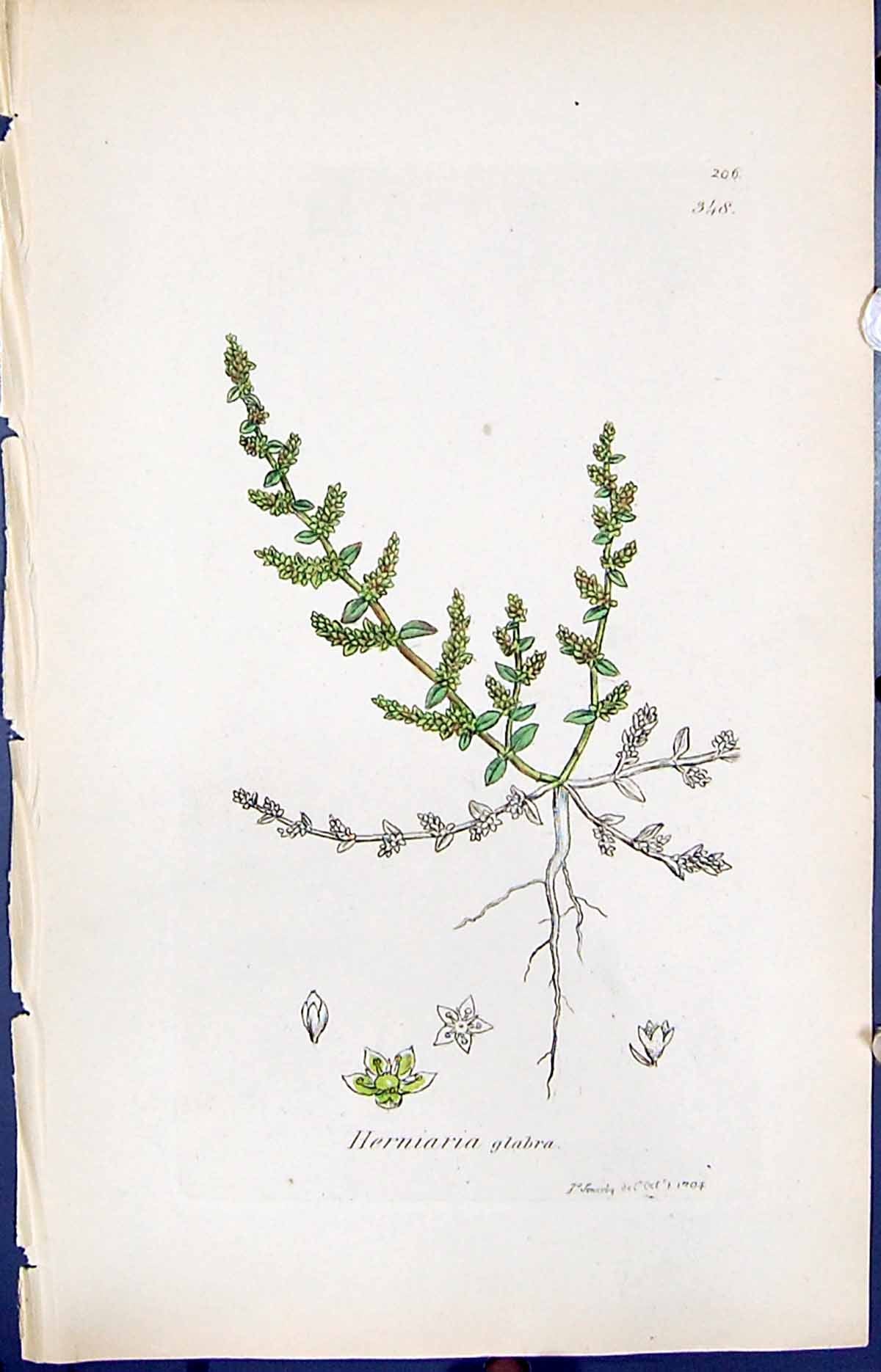 Antique Old Print Herniaria Glabra Smith Sowerby 1847 British Plants Botany