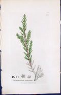 Old Print Chenopodium Fruticosum Smith Sowerby 1847 British Plants Botany 19th