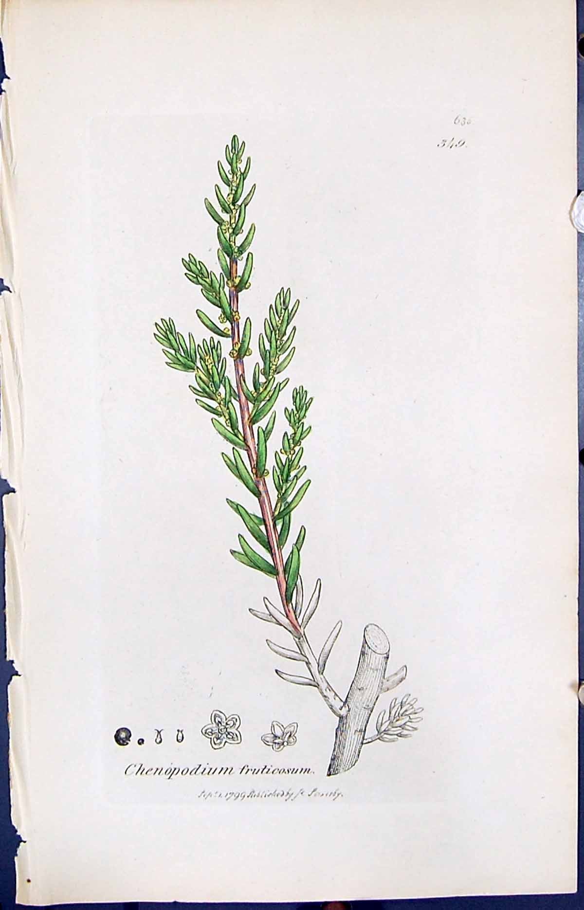 Old Print Chenopodium Fruticosum Smith Sowerby 1847 British Plants Botany 19th