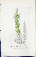 Old Print Chenopodium Maritimum Smith Sowerby 1847 British Plants Botany 19th