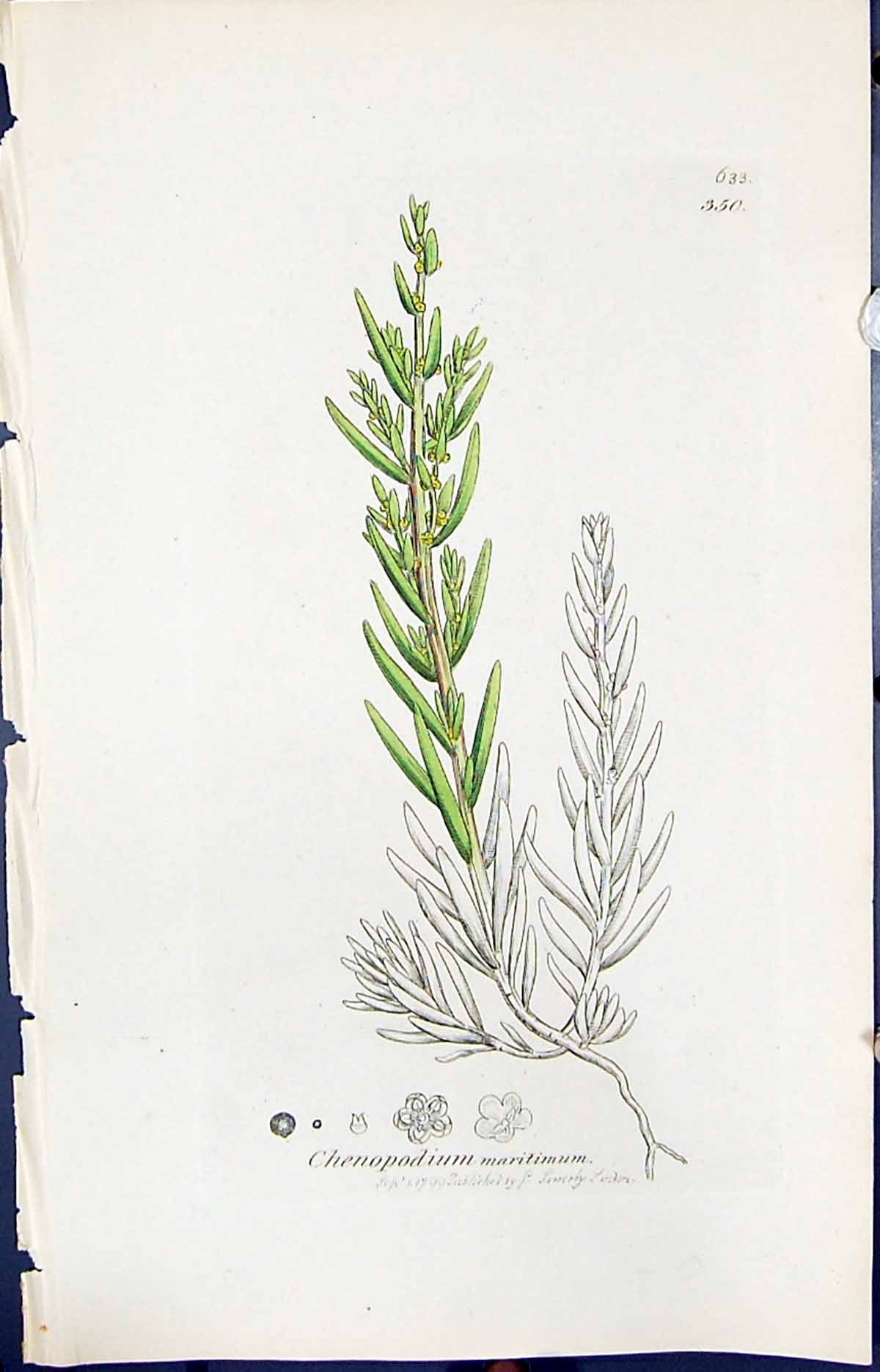 Old Print Chenopodium Maritimum Smith Sowerby 1847 British Plants Botany 19th