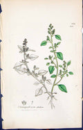 Antique Old Print Chenopodium Olidum Smith Sowerby 1847 British Plants Botany