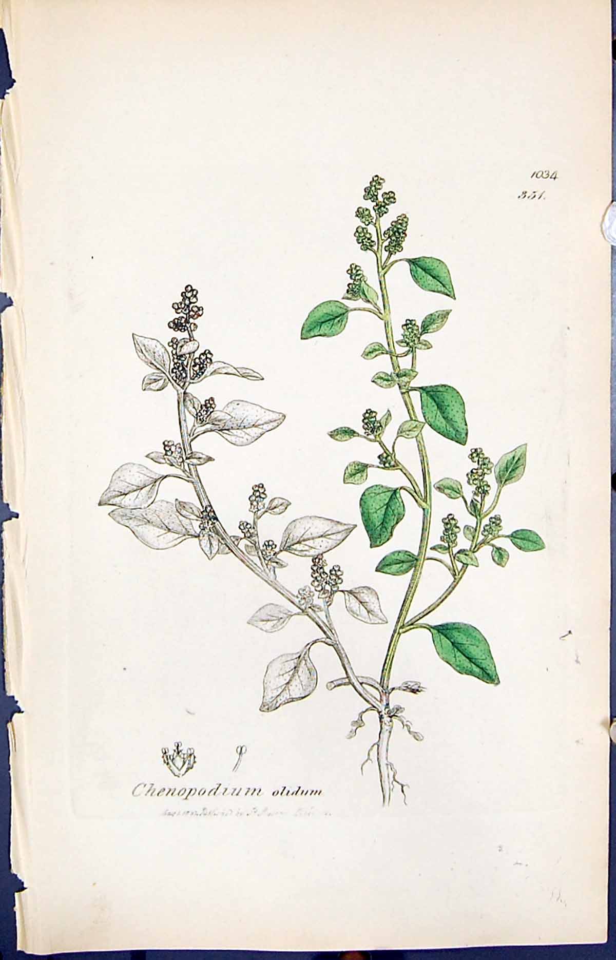 Antique Old Print Chenopodium Olidum Smith Sowerby 1847 British Plants Botany