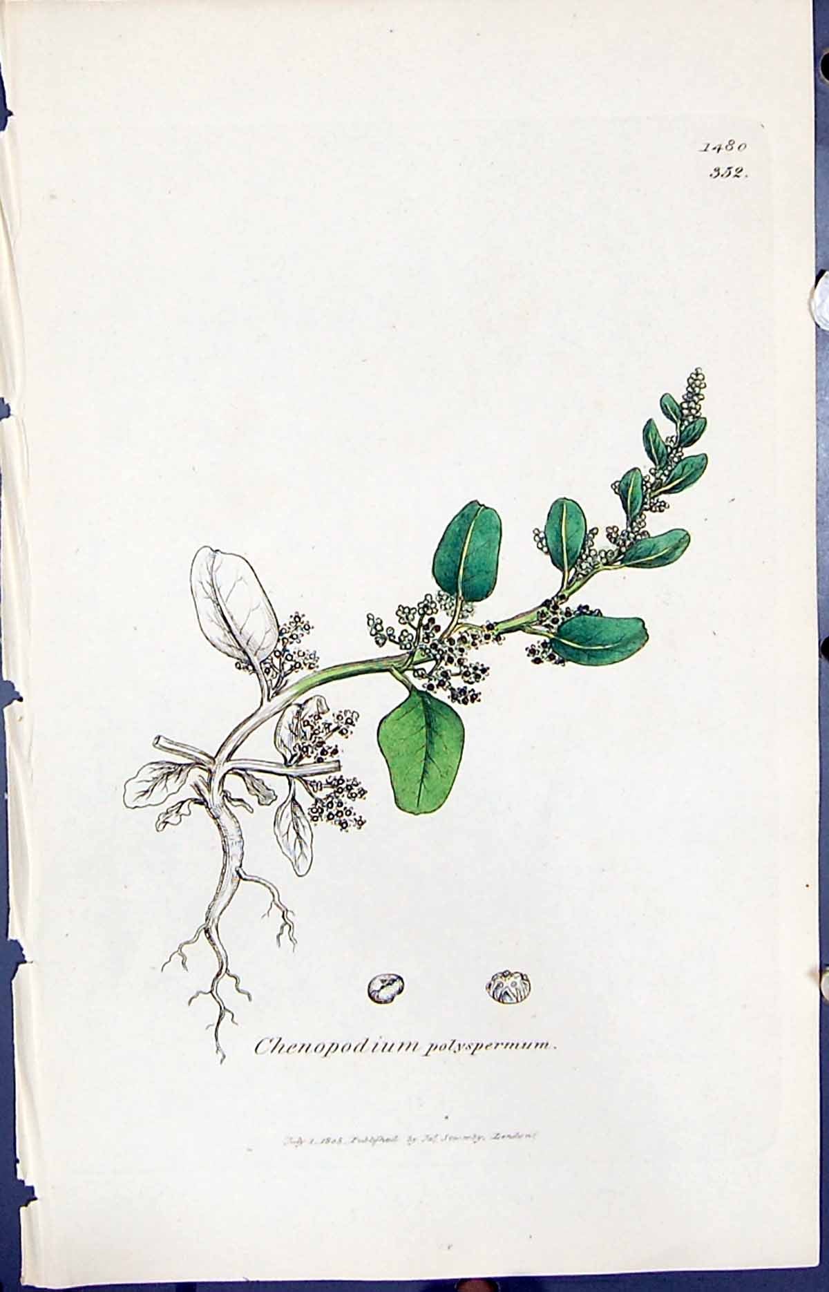 Old Chenopodium Polyspermum Smith Sowerby 1847 British Plants Botany Victorian