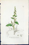 Old Chenopodium Acutifolium Smith Sowerby 1847 British Plants Botany Victorian