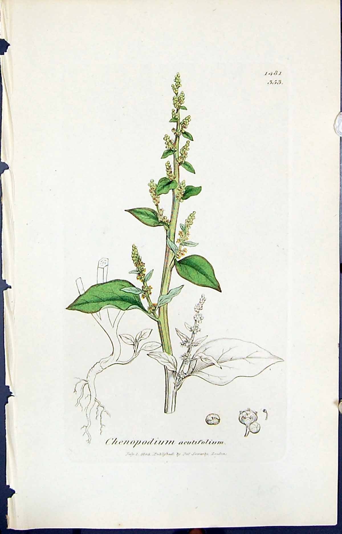 Old Chenopodium Acutifolium Smith Sowerby 1847 British Plants Botany Victorian