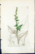 Old Chenopodium Bonus Henricus Smith Sowerby 1847 British Plants Bota Victorian